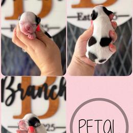 Petal - Black and white female Chihuahua puppy in Harrison, Michigan from Cloud9 Chihuahuas