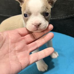Stephanie - Lilac female Boston Terrier puppy in Wellington, Ohio from Twist of Faith Farms