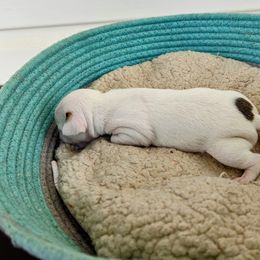 Chihuahua Puppies from Wilds Farms