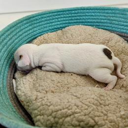 Chihuahua Puppies from Wilds Farms