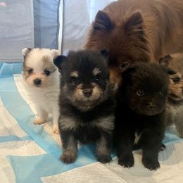 Pomeranian puppies from PomCo LLC