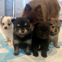 Pomeranian puppies from PomCo LLC