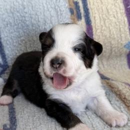 Fortunate - Black tri female Miniature American Shepherd puppy in Florence, Oregon from NW Aloha Miniature American Shepherds