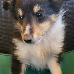 Shetland Sheepdogs from Double M Ranch