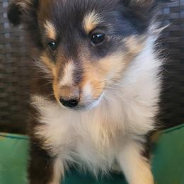 Shetland Sheepdogs from Double M Ranch