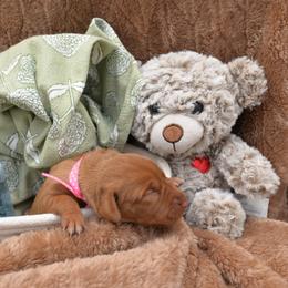 Miss Pink - Golden rust female Vizsla puppy in Lexington, Kentucky from Summit Vizsla (we can deliver to you)