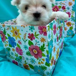 Buttercup - White female Maltese puppy in Polo, Missouri from Purely Maltese