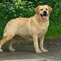 Honey - Labrador Retriever