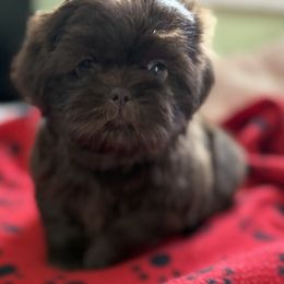 Archer - Chocolate male Shih Tzu puppy in Stafford, Virginia from Bayview Pups