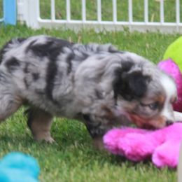Miniature Australian Shepherd puppies from Sapphire Stables