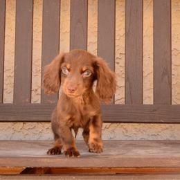 Bean - Chocolate and tan male Dachshund puppy in Surprise, Arizona from Molina Family Farms