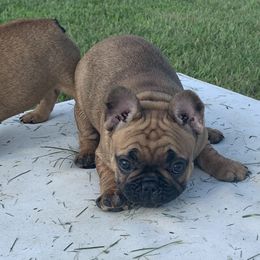 Brulee - French Bulldog