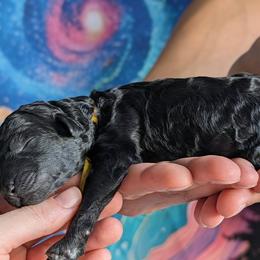 Boy 2 - male Poodle puppy in Coal City, Illinois from Pantheon Poodles