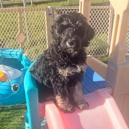Turkey - Phantom male Goldendoodle puppy in Everett, Washington from Pawlydoodles