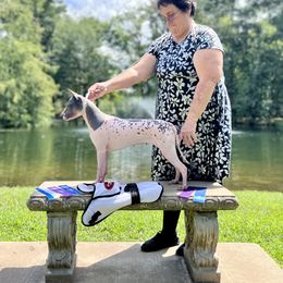 American Hairless Terrier All Grown Up from Strider’s American Hairless Terriers