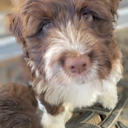 Portuguese Water Dog Puppies from Autumn Branch Farm Portuguese Water Dogs