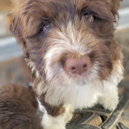 Portuguese Water Dog Puppies from Autumn Branch Farm Portuguese Water Dogs