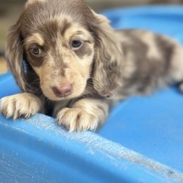 Girl 2 - Dapple female Dachshund puppy in Chicago, Illinois from RGZ Doxies