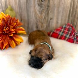 Tinsel - Brown female Whoodle puppy in Merritt, Michigan from Genesis Family Farm
