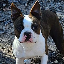 Kricket - Boston Terrier