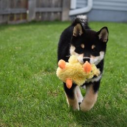 Shiba Inu Puppies from Kokuryuu Shibas