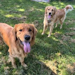 Golden Retriever puppies from Guppy Puppies