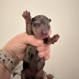 Poppy - Dapple female Dachshund puppy in Pinellas Park, Florida from Chait Miniature Dachshunds