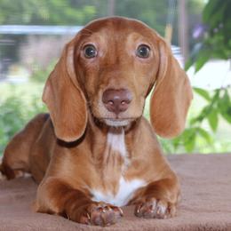 Clifford Red Purebred DNA Tested Parents Health Certified - Red male Dachshund puppy in Haines City, Florida from Divine Poodle Paradise Standard Poodles & Divine Dachshunds