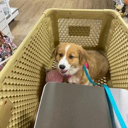American Corgi and Pembroke Welsh Corgi Puppies from Beebe’s Corgis