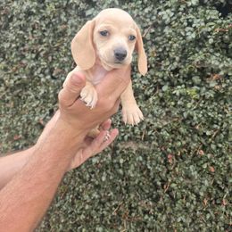 Geralt - Cream male Dachshund puppy in Redlands, California from Pearson's Dachshunds