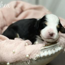 Rhea - Tri-color female Bernedoodle puppy in Henry, Illinois from Rowe Farms Doodles