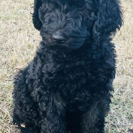 Goldendoodle Puppies from Daisy Mae Doodles