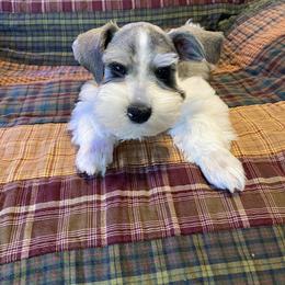 Black Collar - Male - Parti male Miniature Schnauzer puppy in Robstown, Texas from Alves Miniature Schnauzers