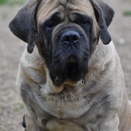 Four - Mastiff