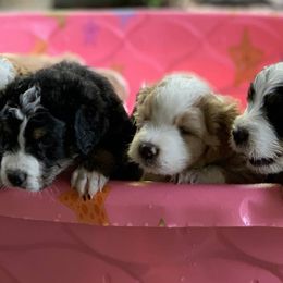 Bernedoodle and Goldendoodle Puppies from Highland Goldendoodles
