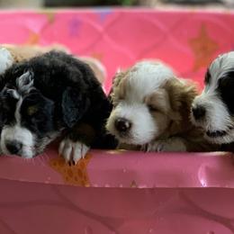 Bernedoodle and Goldendoodle Puppies from Highland Goldendoodles