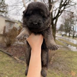 Bashful - Black and red male German Shepherd puppy in Perrysburg, Ohio from Fancy GSDs