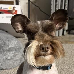 Miniature Schnauzers from Sterling Schnauzer's