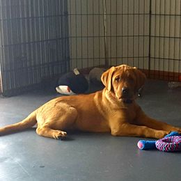 Labrador Retriever Puppies from Hidden River Retrievers