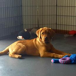 Labrador Retriever Puppies from Hidden River Retrievers