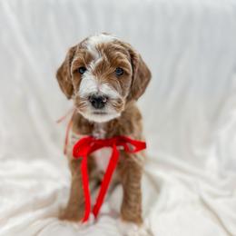 Friend Owl - Red  male Goldendoodle puppy in Sulphur, Louisiana from Curly Q’s Of Carlyss