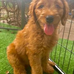 Double Doodle Puppies from Magnolia & Finn Doodles