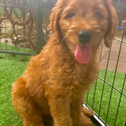 Double Doodle Puppies from Magnolia & Finn Doodles