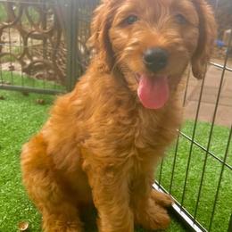 Double Doodle Puppies from Magnolia & Finn Doodles