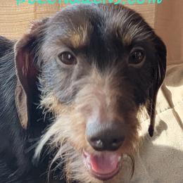 Max - Dachshund