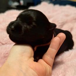 Dusty Rose Collar - Black female Scottish Terrier puppy in Puyallup, Washington from Rainier Scotties