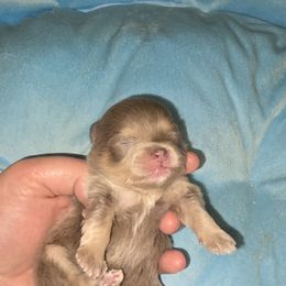Boy 2 - Lavender male Pomeranian puppy in Meherrin, Virginia from Traveling Poms