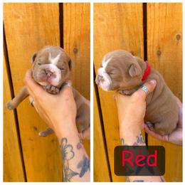 Red collar - Fawn female Bulldog puppy in Seattle, Washington from Authentic Bullys