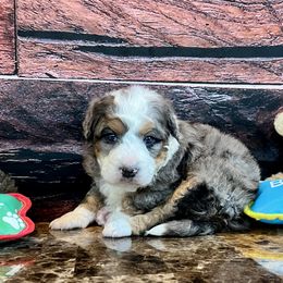Christmas Bluey - Blue merle female Bernedoodle puppy in Sioux Falls, South Dakota from WhiskeyCreek Doodles