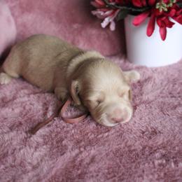 Natalie - Cream female Dachshund puppy in Pace, Florida from Shoebox Doxie’s